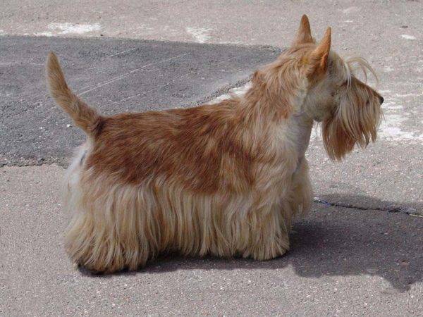 Scotch terrier yellow brown