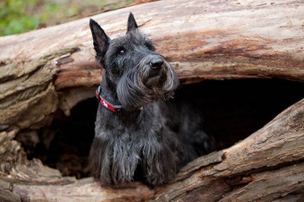 scotch terrier on a tree