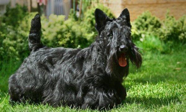 Scotch terrier plain black