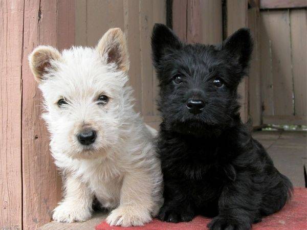 scotch terriers