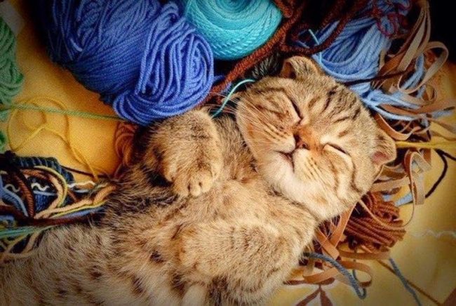 Scottish fold cat (photo):