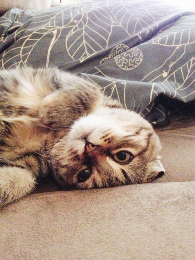Scottish fold cat (photo):