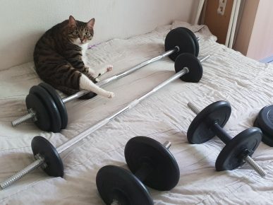 Cat in the gym