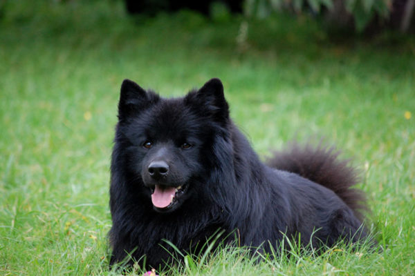 Swedish Lapphund Read the article