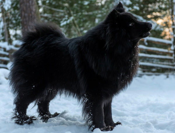 Swedish Lapphund breed description