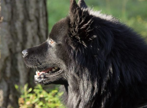 Swedish Lapphund Muzzle
