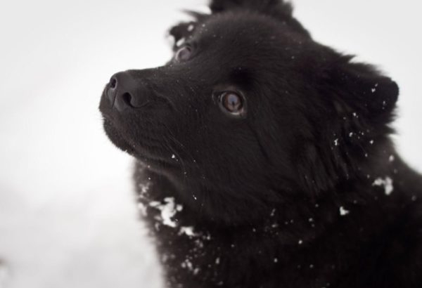 Swedish Lapphund in winter