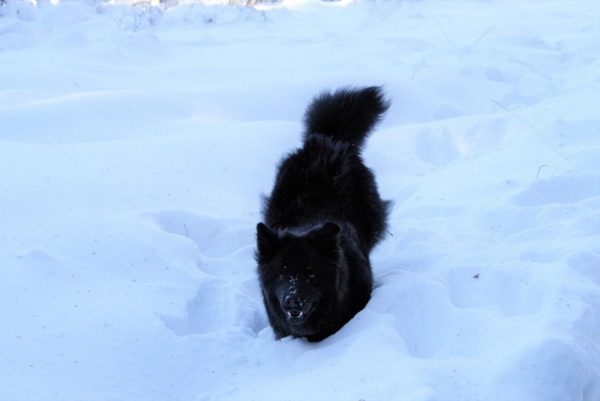 Swedish Lapphund in the snow