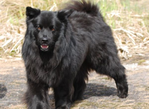 Swedish Lapphund is resting