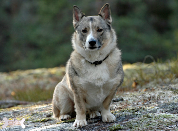 Swedish Walhund read the article