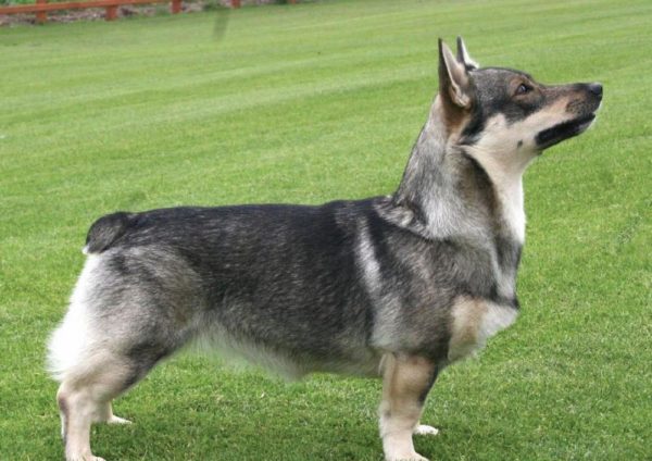 Swedish Walhund in the nature