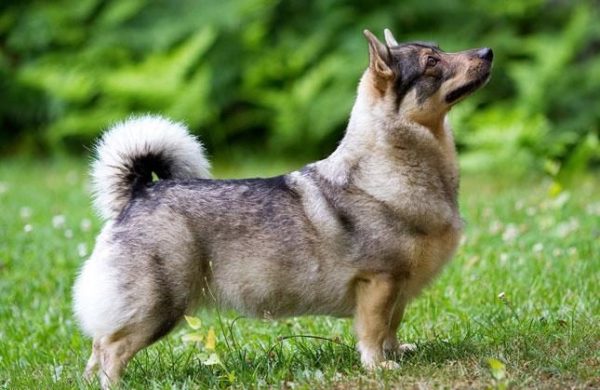Swedish Walhund breed description