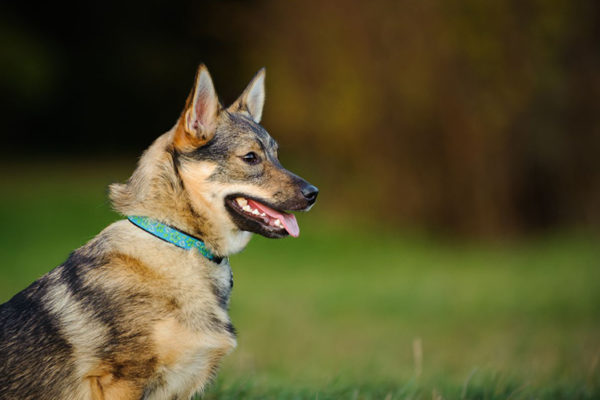 Swedish Walhund sits