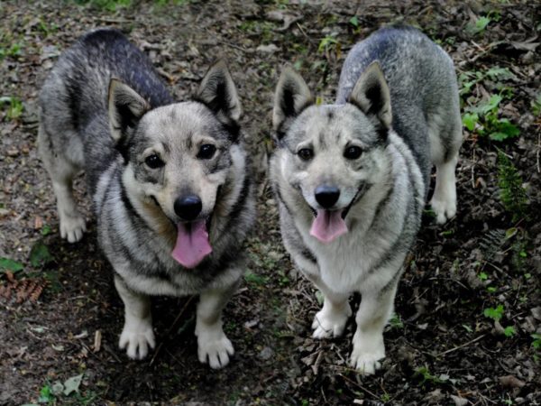 The Swedish Wallhounds are watching.
