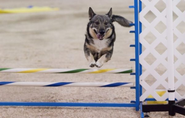 Swedish Walhund is jumping