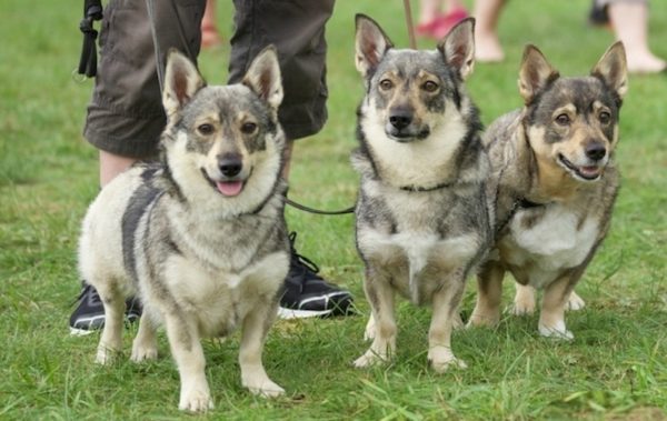 Swedish Walhund trio