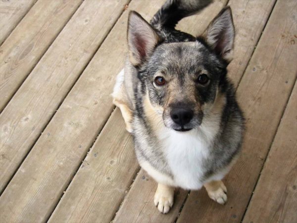 The Swedish Walhund is watching