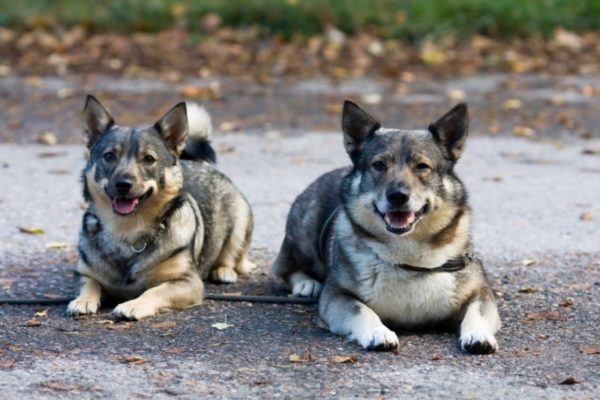 The Swedish Wallhounds lie