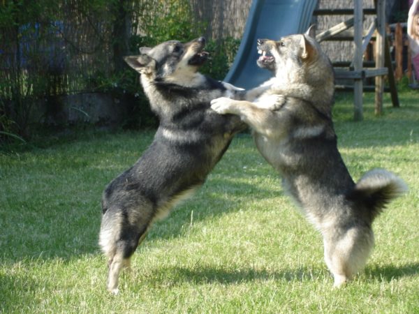 The Swedish Wallhounds are fighting