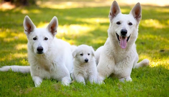 Swiss Shepherd dogs are active, intelligent, balanced dogs that will become a faithful friend to the whole family, and will also be able to help shepherds, police, rescue services, play the role of a nurse
