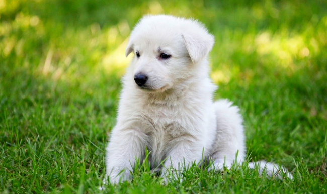 A puppy of a Swiss shepherd looks like a white bear cub Umku