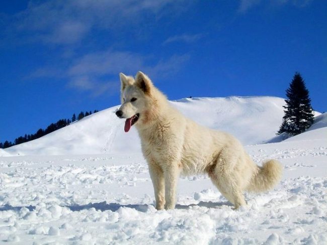 The white Swiss shepherd can live both in the house and in the apartment, it is unpretentious in food and care. But, like all dogs, this breed needs regular walking and active games.