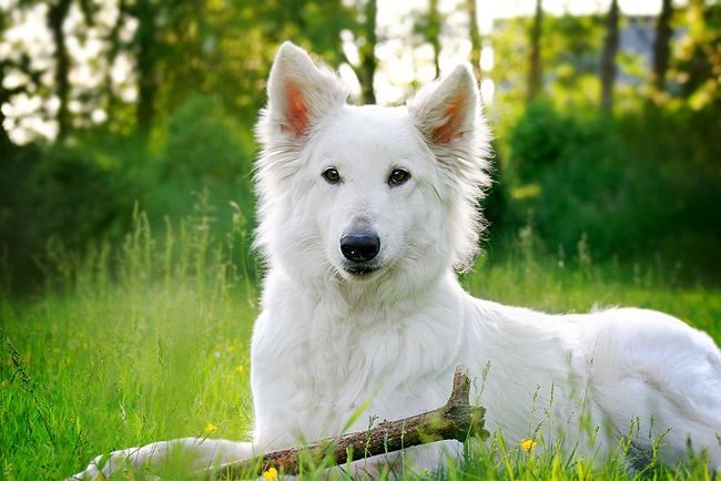 The Swiss Shepherd is smart, disciplined and very beautiful.