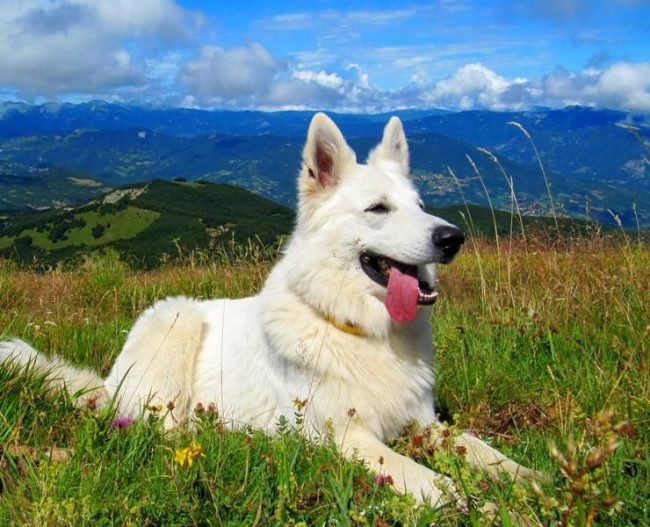 The white Swiss shepherd dog has a soft and complaisant character, it is not aggressive, easily trained and very quickly attached to the owners
