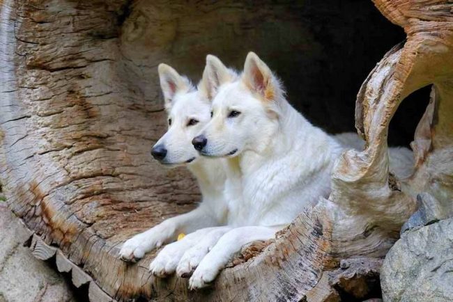 The white Swiss shepherd is very hardworking, responsible and disciplined, performs tasks, quickly learns and obeys the owners