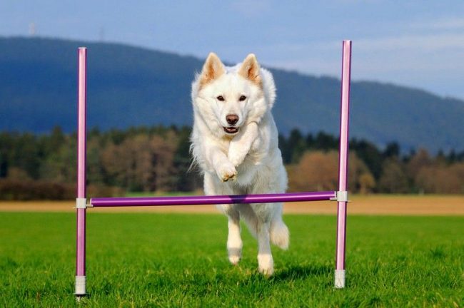 The white Swiss shepherd dog loves frequent walks and physical exercises. Outdoor games are especially fond of dogs, so often throw balls, sticks, frisbee discs to your pet.