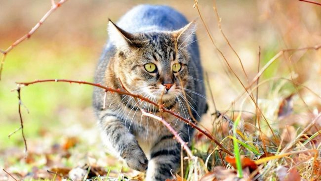 A considerable influence on the formation of the character and appearance of the Siberian cat was given by its interaction with the forest cat, who lived there in Siberian forests