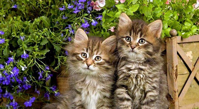 Small representatives of the Siberian cat breed