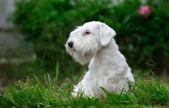 Sealyham Terrier read the article