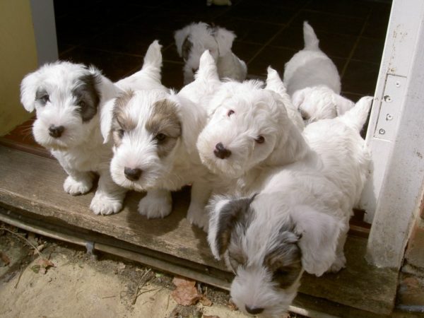 Puppies of Sealyham Terrier