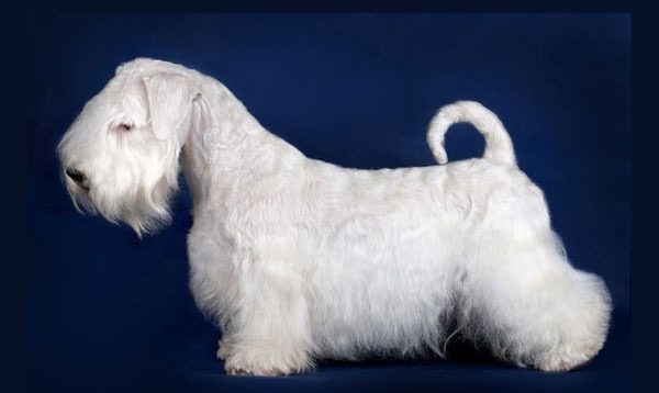 Sealyham Terrier breed description