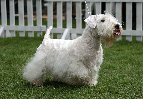 Sealyham Terrier in nature