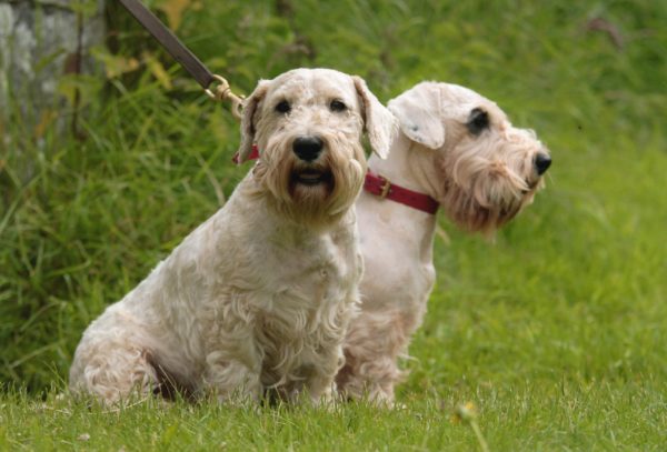 Sealyham Terrier with a red collar