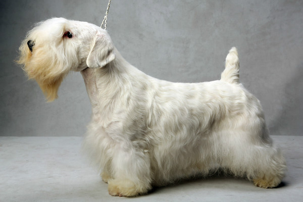 Sealyham Terrier on a white background