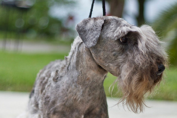 Sealyham Terrier muzzle
