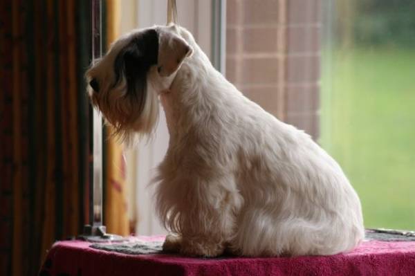Sealyham Terrier is sitting