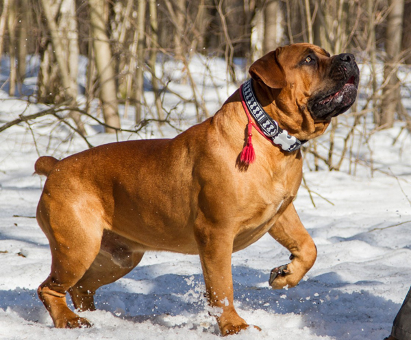 Boerboel
