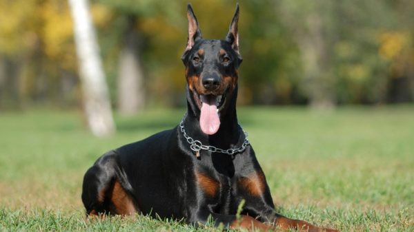 Doberman