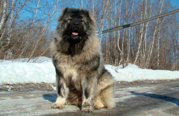 Caucasian Shepherd Dog