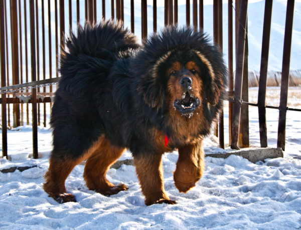 Tibetan mastiff