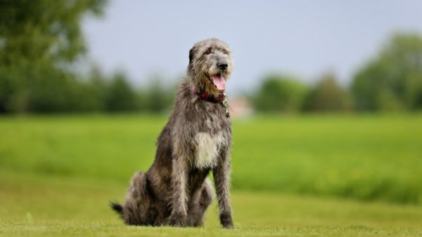 Irish Wolfhound