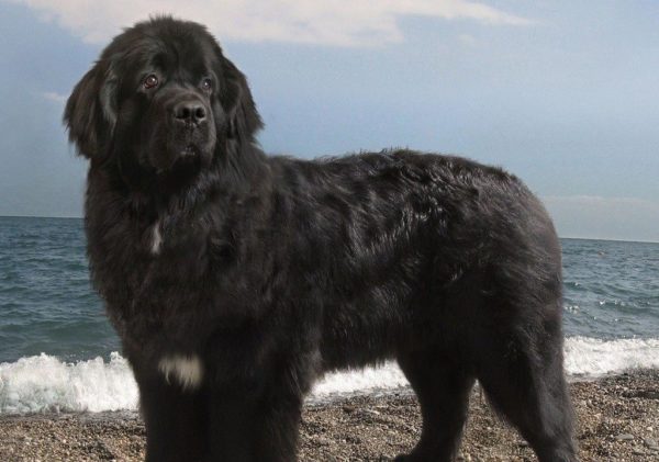 Newfoundland