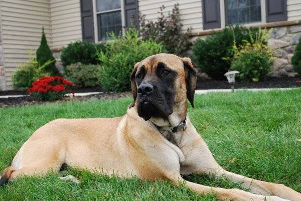 English mastiff