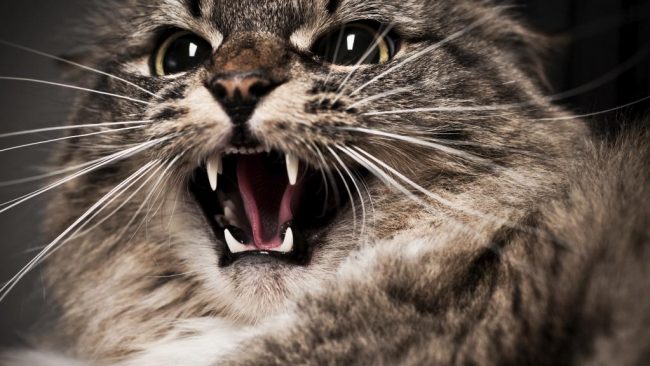 Symptoms of rabies in cats