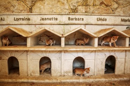 cat shelter in Syria