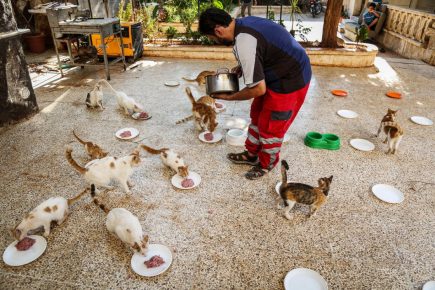 Syrian feeds cats